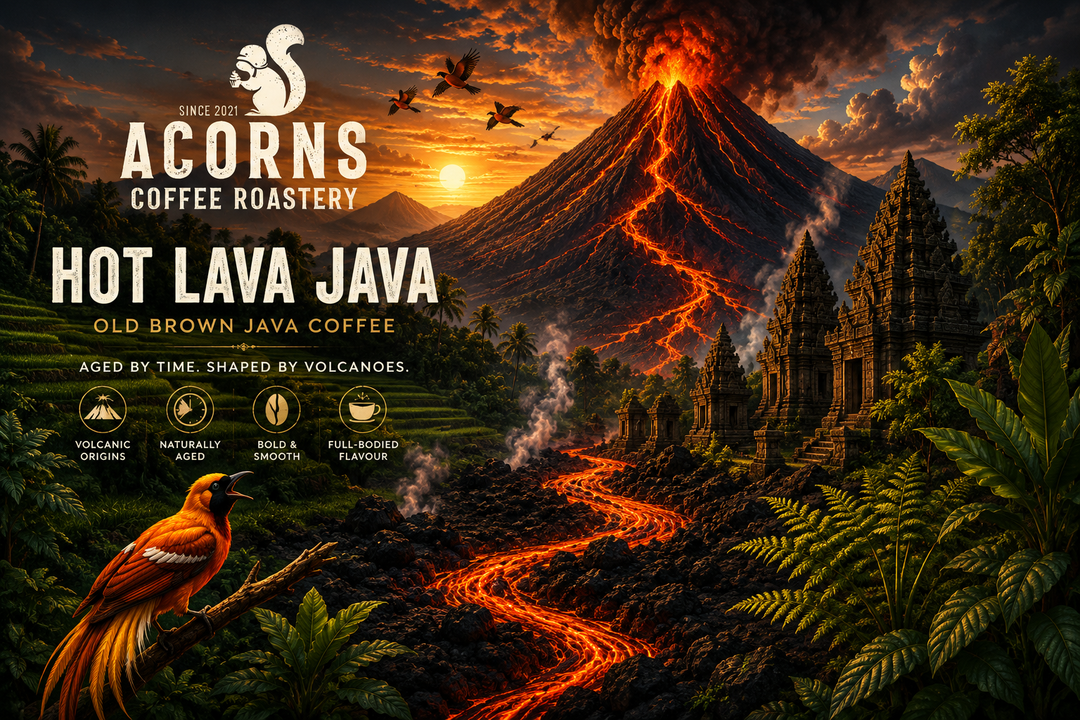 Promotional graphic for Acorns Coffee Roastery's Hot Lava Java coffee, featuring a dramatic volcanic landscape with glowing lava, ancient temple ruins, and a bird in the foreground, with product text overlaid on the left.