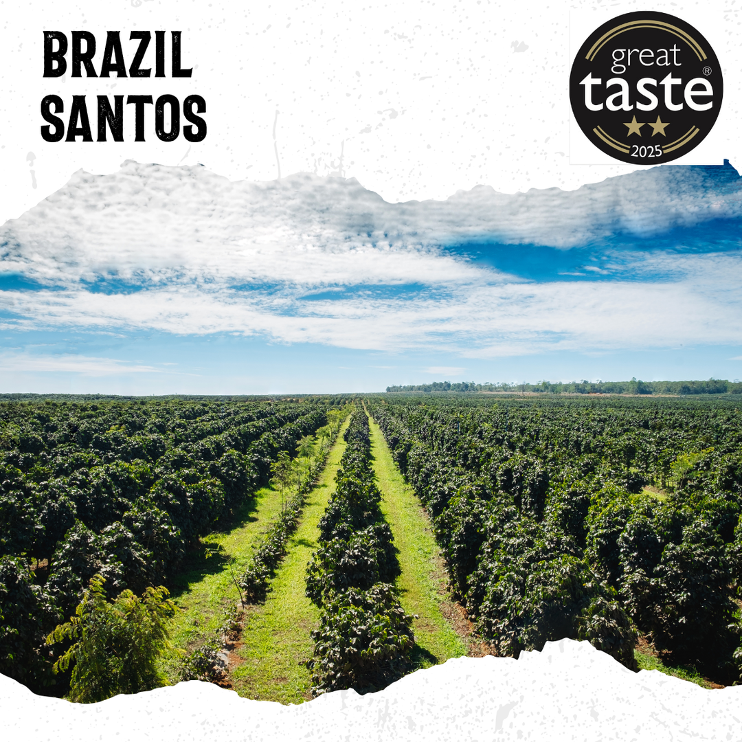 Acorns Coffee | Aerial view of a coffee plantation with &