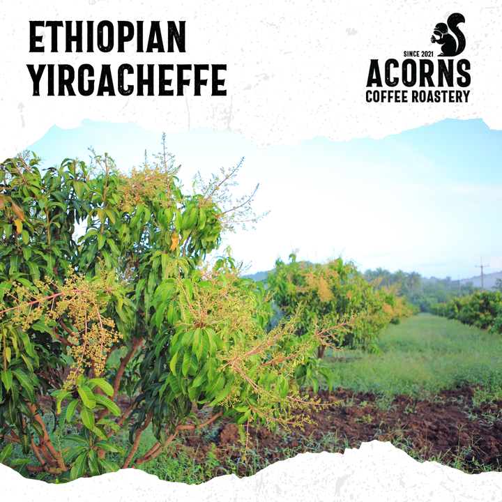 Coffee plantation with &