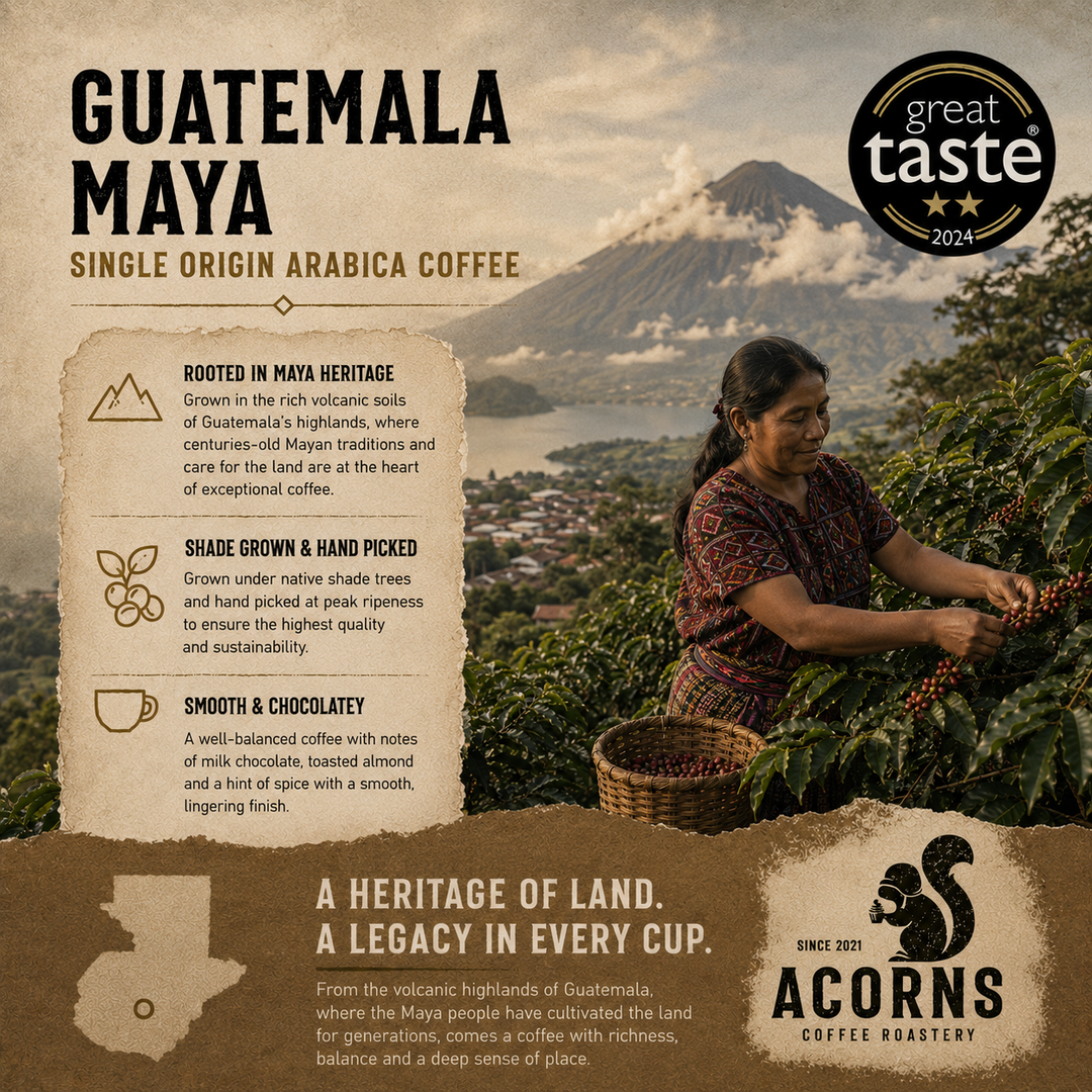 Woman picking coffee beans with a scenic Mayan background and Acorns Coffee Roastery branding. 
