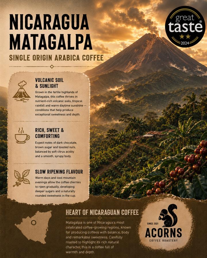 Acorns coffee Nicaragua Matagalpa bold and smooth coffee grown in volcanic soil and slow ripen coffee cherries 