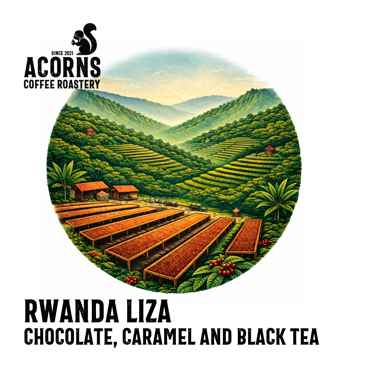 Acorns coffee Rwanda Liza chocolate caramel tea roasted in Hampshire bordon 