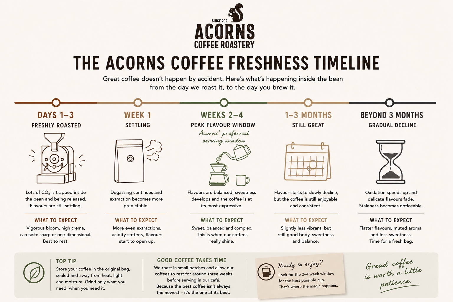 Acorns Coffee Roastery freshness timeline infographic on a white background
