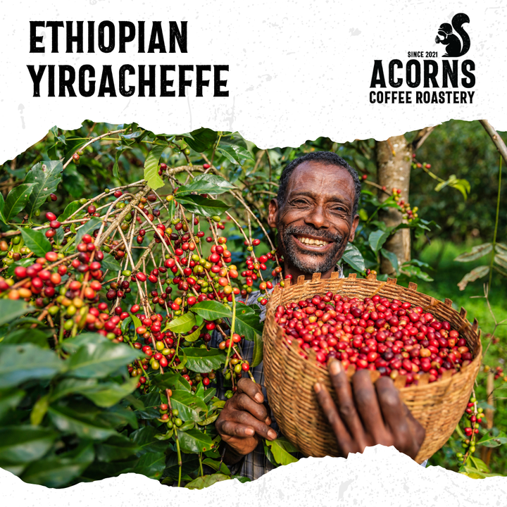 Ethiopia coffee happy coffee farmer holding a basket of coffee cherries with &