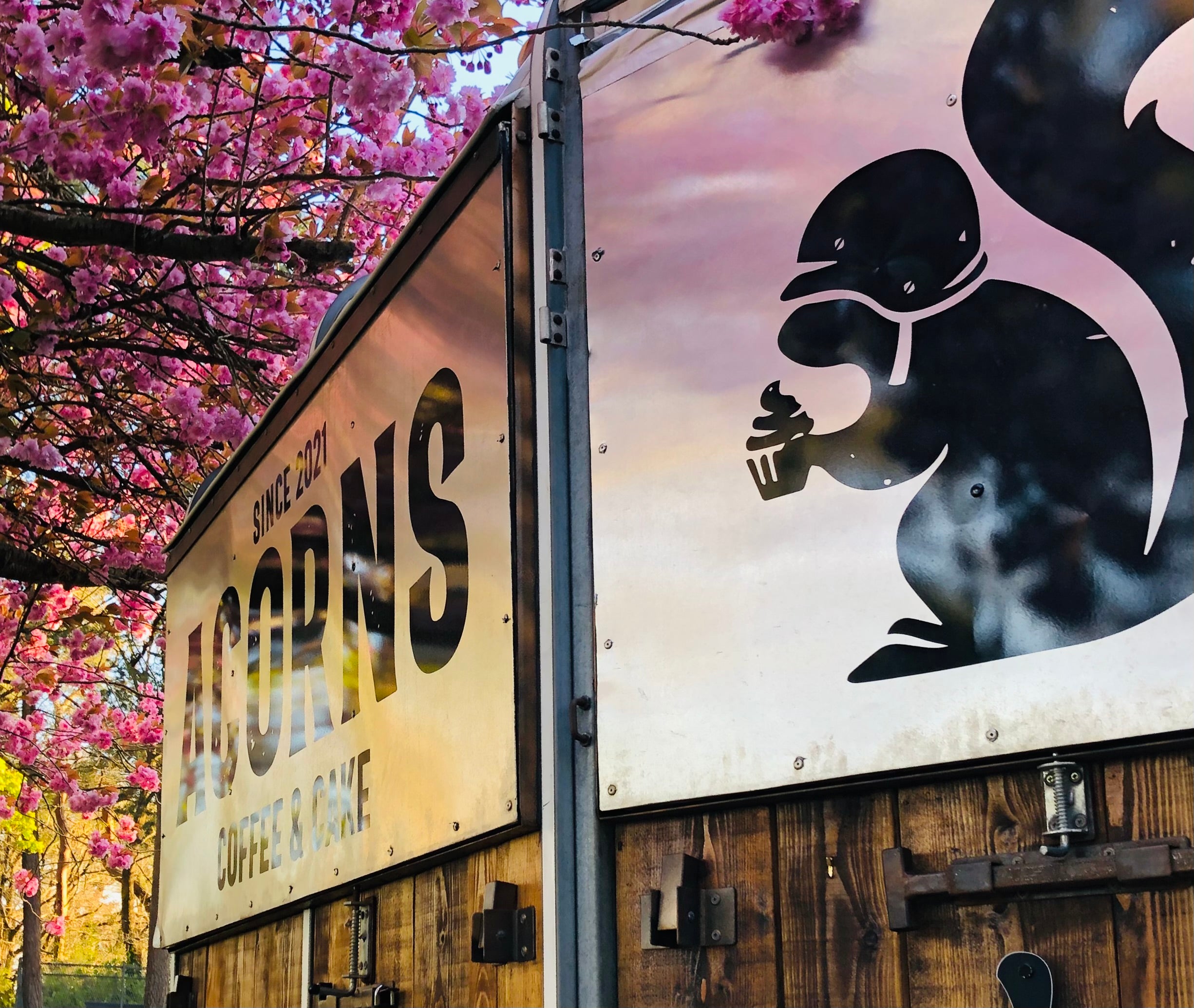 Wooden truck with a sign featuring a black bear and 'Acorns' branding, cherry blossoms in the background.