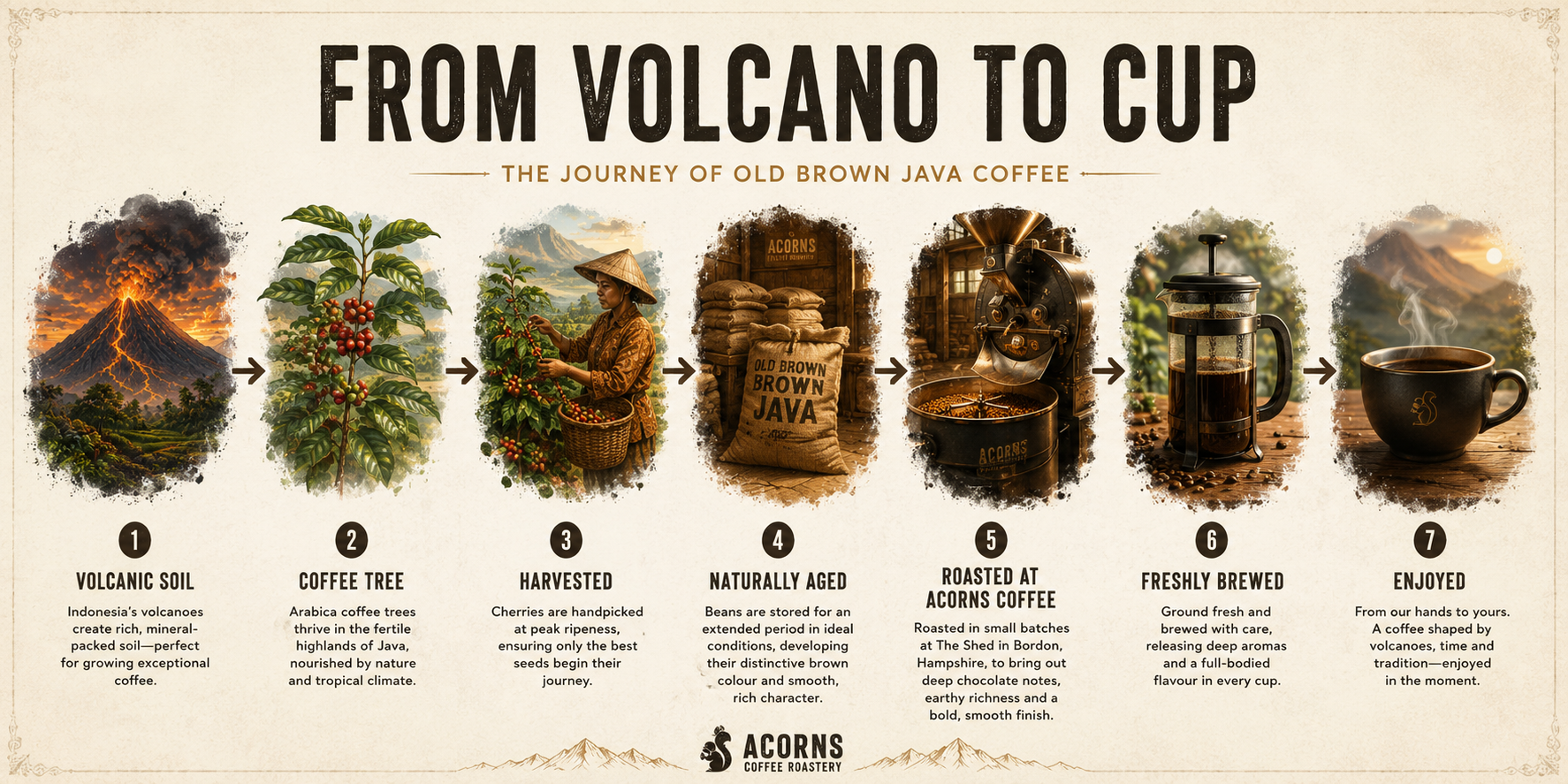 An infographic poster titled 'FROM VOLCANO TO CUP' detailing the journey of Old Brown Java coffee through seven illustrated stages: volcanic soil, coffee tree, harvested beans, naturally aged, roasted at Acorns Coffee, freshly brewed, and enjoyed. The Acorns Coffee logo is visible at the bottom.