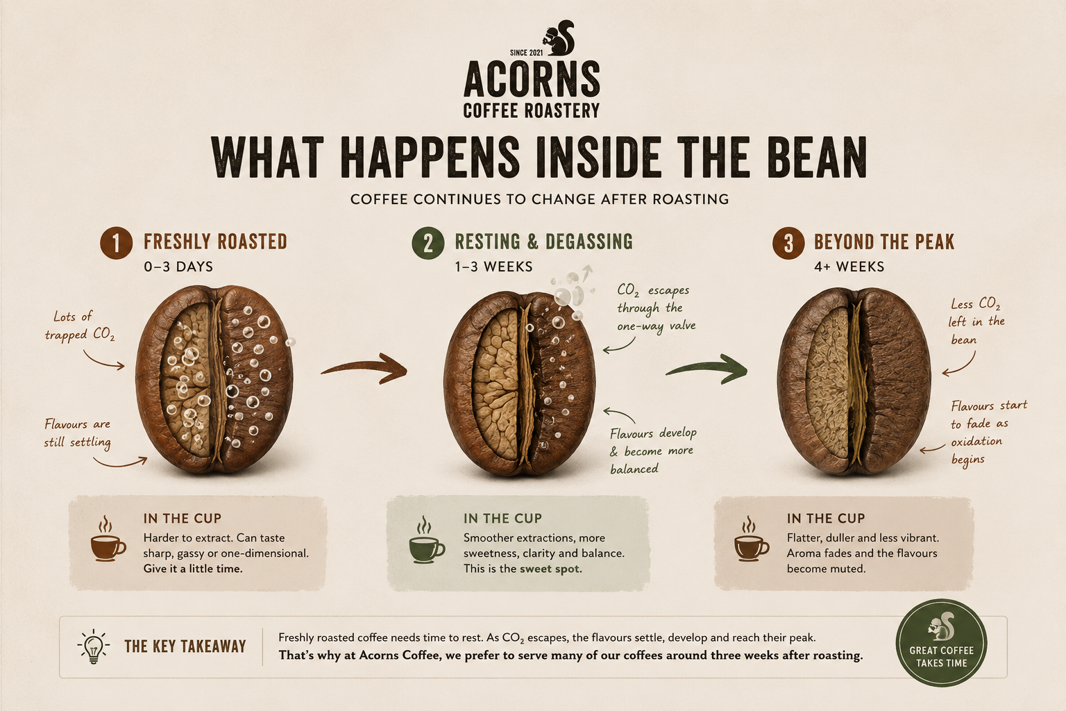 Acorns Coffee Roastery infographic on coffee bean changes after roasting