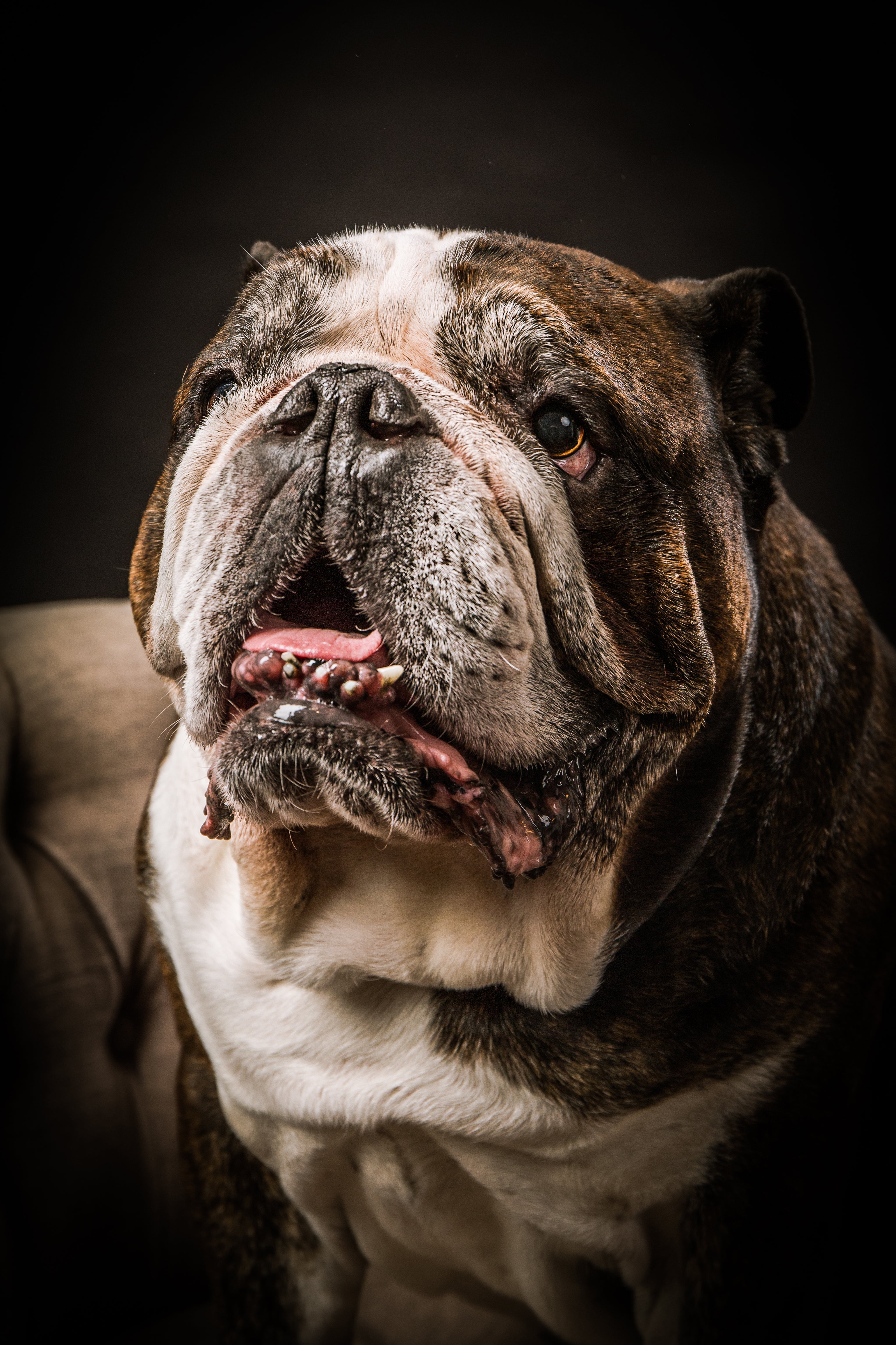 A close-up portrait of an English Bulldog with a brindle brown and white coat, looking slightly upward against a dark studio background.
