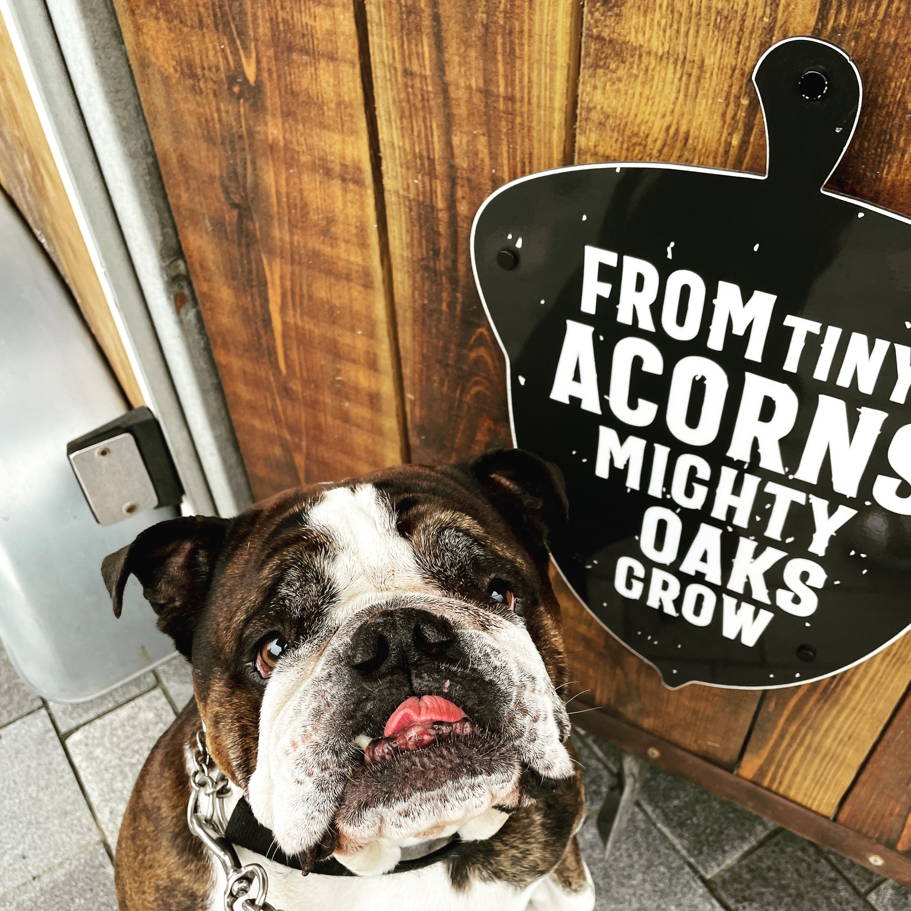 A brown and white bulldog wearing a silver collar looks up at a black sign with white text that reads 'FROM TINY ACORNS MIGHTY OAKS GROW' against a wooden door background.
