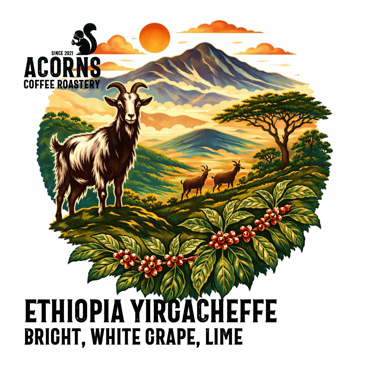 acorns coffee Ethiopia yirgacheffe bright white grape lime roasted in bordon hampshire