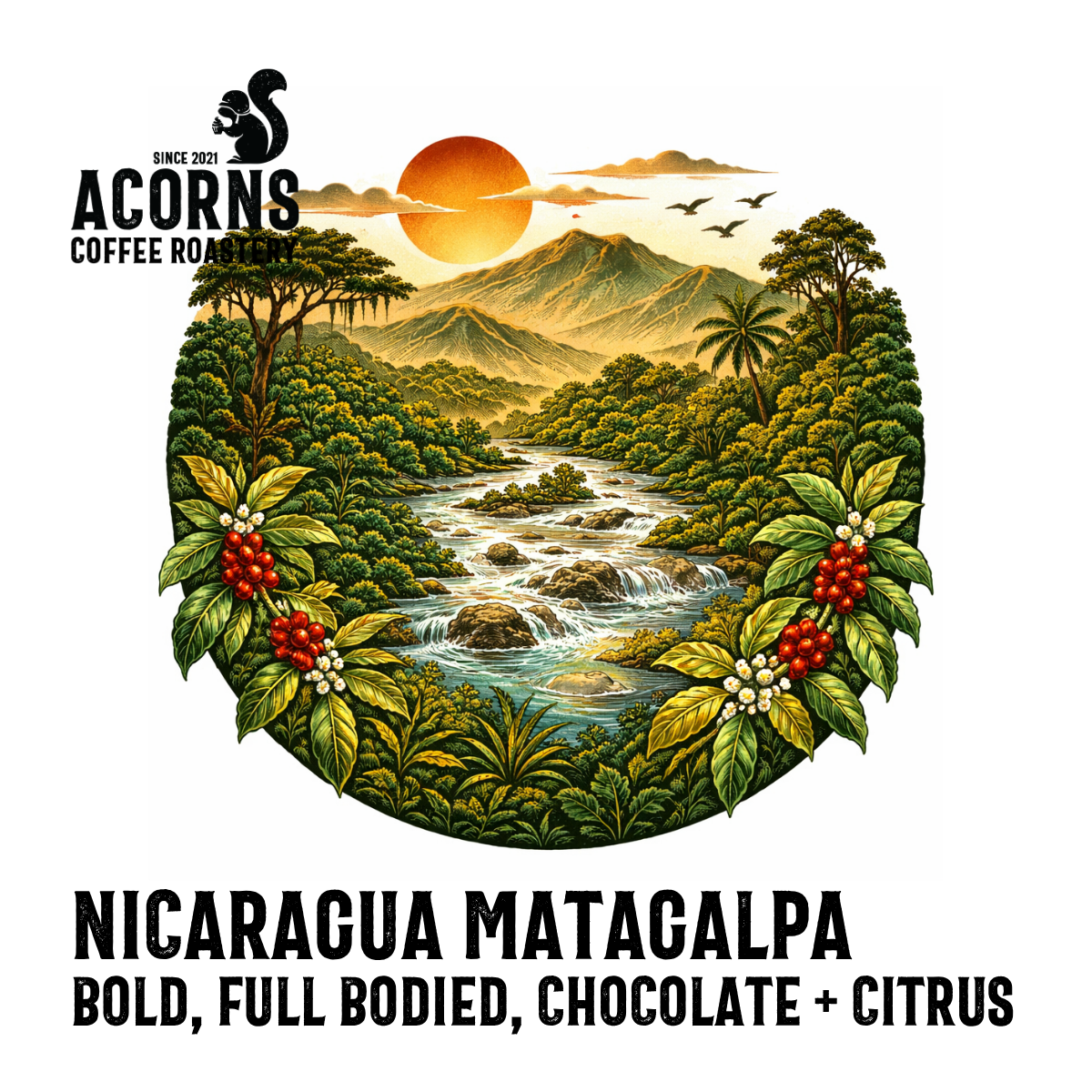 acorns coffee Nicaragua Matagalpa bold chocolate citrus roasted in Hampshire Bordon